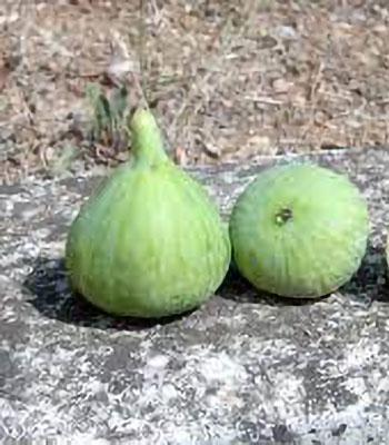 fico-verdone su naturando il vivaio per il tuo giardino con una vasta gamma di prodotti per la cura delle piante