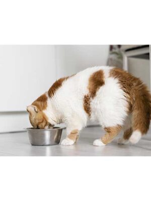 scopri i prodotti per gatti su naturando dal 1997