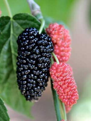 piante di gelsi su naturando dal 1997 il vivaio per il tuo giardino