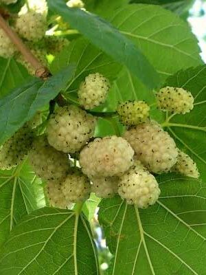gelsi-bianco su naturando il vivaio per il tuo giardino con una vasta gamma di prodotti per la cura delle piante
