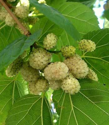 gelsi-bianco su naturando il vivaio per il tuo giardino con una vasta gamma di prodotti per la cura delle piante