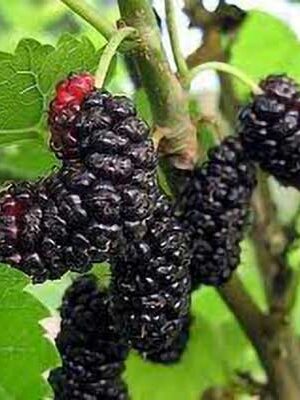 gelsi-nero su naturando il vivaio per il tuo giardino con una vasta gamma di prodotti per la cura delle piante