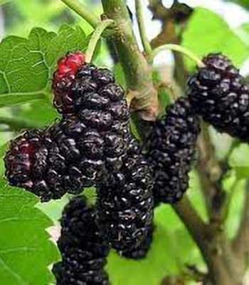 gelsi-nero su naturando il vivaio per il tuo giardino con una vasta gamma di prodotti per la cura delle piante