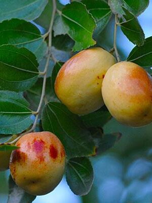 giuggiolo-Dongzao- su naturando il vivaio per il tuo giardino con una vasta gamma di prodotti per la cura delle piante