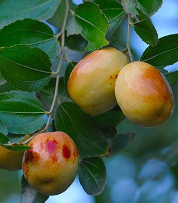 giuggiolo-Dongzao- su naturando il vivaio per il tuo giardino con una vasta gamma di prodotti per la cura delle piante