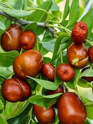 giuggioli giuggiolo-lang su naturando il vivaio per il tuo giardino con una vasta gamma di prodotti per la cura delle piante