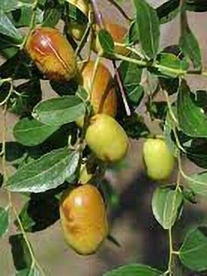 giuggiolo-meimizao su naturando il vivaio per il tuo giardino con una vasta gamma di prodotti per la cura delle piante