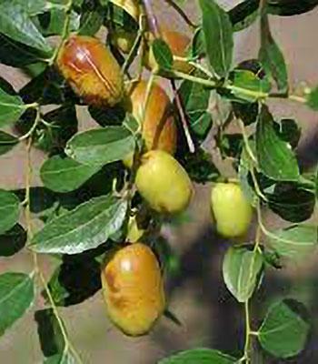 giuggiolo-meimizao su naturando il vivaio per il tuo giardino con una vasta gamma di prodotti per la cura delle piante