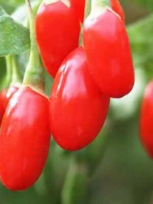 Goji Lycium Baberum Rosso su naturando il vivaio per il tuo giardino con una vasta gamma di prodotti per la cura delle piante