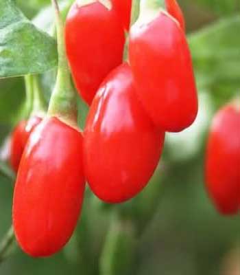 Goji Lycium Baberum Rosso su naturando il vivaio per il tuo giardino con una vasta gamma di prodotti per la cura delle piante
