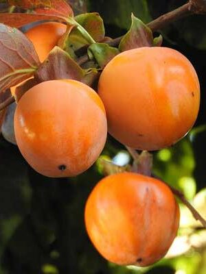 piante di kaki su naturando dal 1997 il vivaio per il tuo giardino