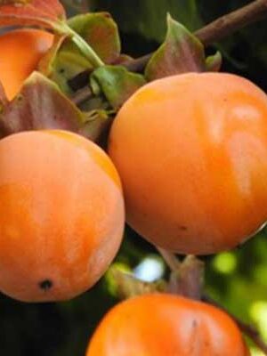 kaki-cioccolatino su naturando il vivaio per il tuo giardino con una vasta gamma di prodotti per la cura delle piante