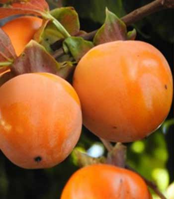 kaki-cioccolatino su naturando il vivaio per il tuo giardino con una vasta gamma di prodotti per la cura delle piante