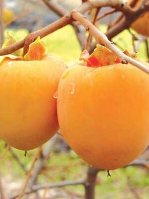 kaki-rojo-brillante su naturando il vivaio per il tuo giardino con una vasta gamma di prodotti per la cura delle piante