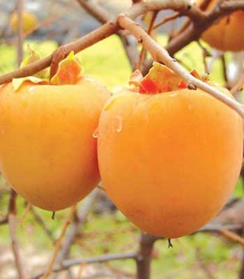 kaki-rojo-brillante su naturando il vivaio per il tuo giardino con una vasta gamma di prodotti per la cura delle piante
