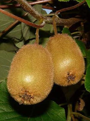 piante di kiwi su naturando dal 1997 il vivaio per il tuo giardino