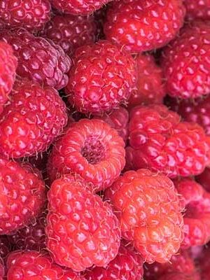 piante di lamponi su naturando dal 1997 il vivaio per il tuo giardino