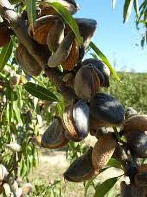 mandorle-genco su naturando il vivaio per il tuo giardino con una vasta gamma di prodotti per la cura delle piante