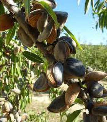 mandorle-genco su naturando il vivaio per il tuo giardino con una vasta gamma di prodotti per la cura delle piante
