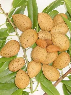 mandorle-supernova su naturando il vivaio per il tuo giardino con una vasta gamma di prodotti per la cura delle piante