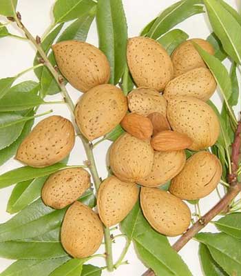 mandorle-supernova su naturando il vivaio per il tuo giardino con una vasta gamma di prodotti per la cura delle piante