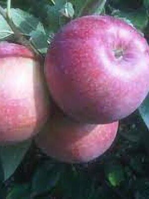 mela-abbondanza-rossa su naturando il vivaio per il tuo giardino con una vasta gamma di prodotti per la cura delle piante