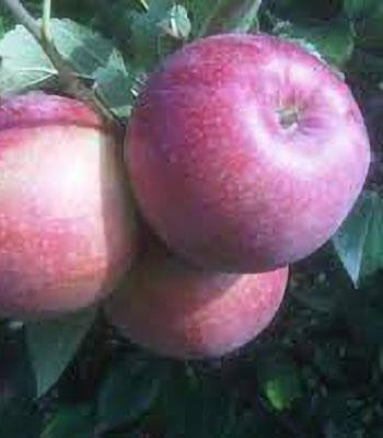 mela-abbondanza-rossa su naturando il vivaio per il tuo giardino con una vasta gamma di prodotti per la cura delle piante