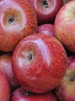 mela-annurca su naturando il vivaio per il tuo giardino con una vasta gamma di prodotti per la cura delle piante