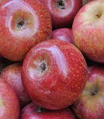 mela-annurca su naturando il vivaio per il tuo giardino con una vasta gamma di prodotti per la cura delle piante