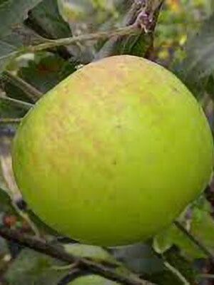 mela-appia su naturando il vivaio per il tuo giardino con una vasta gamma di prodotti per la cura delle piante