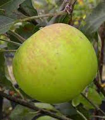 mela-appia su naturando il vivaio per il tuo giardino con una vasta gamma di prodotti per la cura delle piante