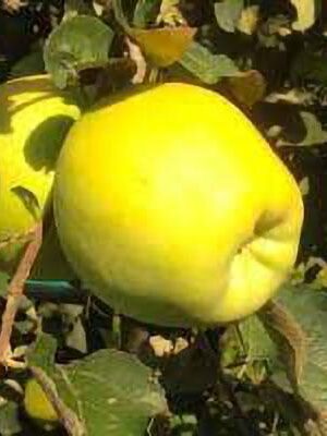 mela-calvilla su naturando il vivaio per il tuo giardino con una vasta gamma di prodotti per la cura delle piante