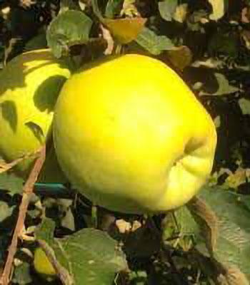 mela-calvilla su naturando il vivaio per il tuo giardino con una vasta gamma di prodotti per la cura delle piante