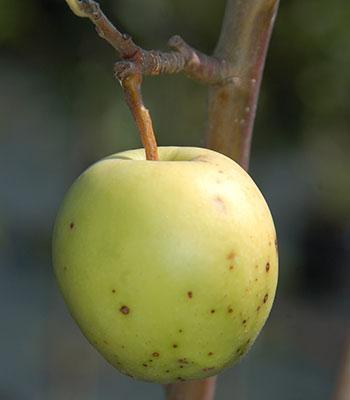 mela-capo-dasino su naturando il vivaio per il tuo giardino con una vasta gamma di prodotti per la cura delle piante