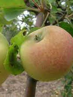 mela-cerina-o-zitella su naturando il vivaio per il tuo giardino con una vasta gamma di prodotti per la cura delle piante