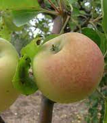 mela-cerina-o-zitella su naturando il vivaio per il tuo giardino con una vasta gamma di prodotti per la cura delle piante