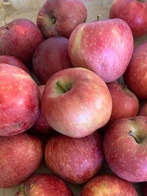 mela-deliziosa-rossa su naturando il vivaio per il tuo giardino con una vasta gamma di prodotti per la cura delle piante