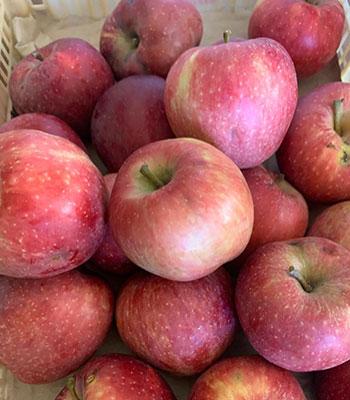 mela-deliziosa-rossa su naturando il vivaio per il tuo giardino con una vasta gamma di prodotti per la cura delle piante