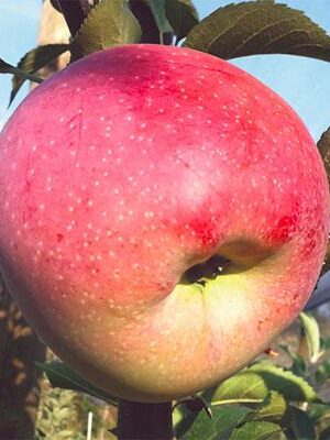 mela-florina su naturando il vivaio per il tuo giardino con una vasta gamma di prodotti per la cura delle piante