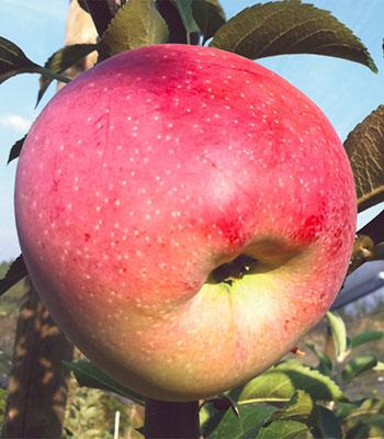 mela-florina su naturando il vivaio per il tuo giardino con una vasta gamma di prodotti per la cura delle piante