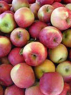 mela-fuji su naturando il vivaio per il tuo giardino con una vasta gamma di prodotti per la cura delle piante