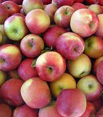 mela-fuji su naturando il vivaio per il tuo giardino con una vasta gamma di prodotti per la cura delle piante