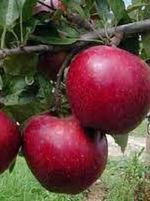 mela-galared su naturando il vivaio per il tuo giardino con una vasta gamma di prodotti per la cura delle piante