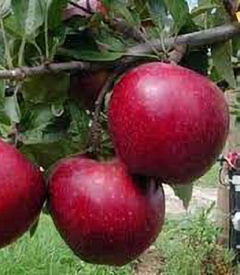 mela-galared su naturando il vivaio per il tuo giardino con una vasta gamma di prodotti per la cura delle piante