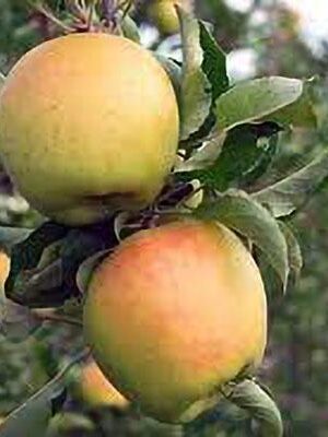 mela-gold-rush su naturando il vivaio per il tuo giardino con una vasta gamma di prodotti per la cura delle piante