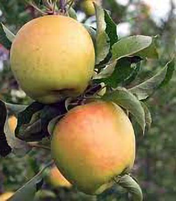 mela-gold-rush su naturando il vivaio per il tuo giardino con una vasta gamma di prodotti per la cura delle piante