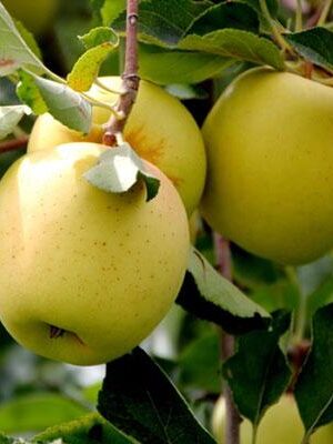 mela-golden-b su naturando il vivaio per il tuo giardino con una vasta gamma di prodotti per la cura delle piante