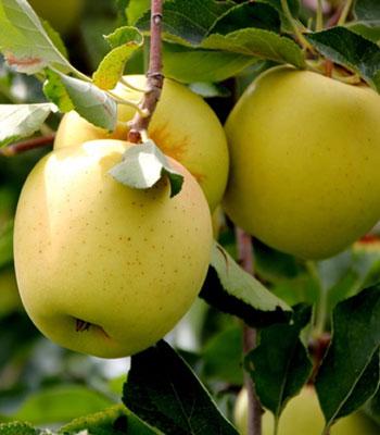 mela-golden-b su naturando il vivaio per il tuo giardino con una vasta gamma di prodotti per la cura delle piante