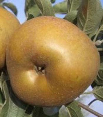 mela-golden-rugginosa su naturando il vivaio per il tuo giardino con una vasta gamma di prodotti per la cura delle piante