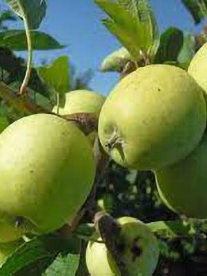 mela-limoncella su naturando il vivaio per il tuo giardino con una vasta gamma di prodotti per la cura delle piante